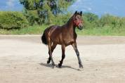 Oliev, New Forest 1 an