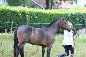 Oliev, New Forest 1 an