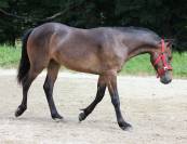 Oliev, New Forest 1 an