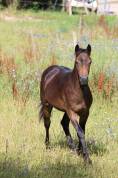 Oliev, New Forest 1 an