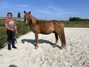 Poney C de 3 ans à vendre