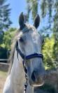 Ruin Lipizzan Te koop 2019 Schimmel