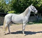 Ruin Lipizzan Te koop 2019 Schimmel