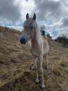 Odacieux Winz, poulain Haflinger