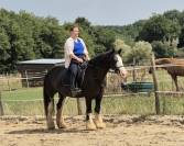 cheval loisirs hongre irish sécuritaire 