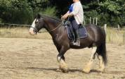 cheval loisirs hongre irish sécuritaire 
