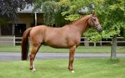 Hongre de 8 ans idéal passage poney—>cheval
