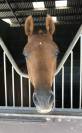 Hongre de 8 ans idéal passage poney—>cheval