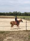 Pension chevaux boxes/pré 