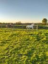 Pension chevaux boxes/pré 