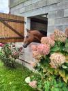 Pension chevaux boxes/pré 