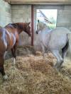 Pension chevaux boxes/pré 