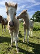 Poney B pie palomino