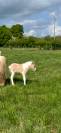 Poney B pie palomino
