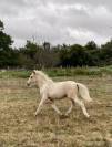 Poney B pie palomino