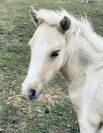 Poney B pie palomino