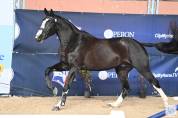 SF 7 ans – 1,74 m-  Top origines - Mental & locomotion