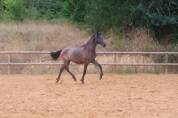 Quatro grand poulain PRE