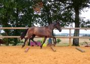 Quatro grand poulain PRE