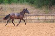 Quatro grand poulain PRE
