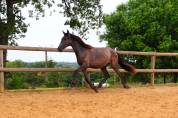 Quatro grand poulain PRE