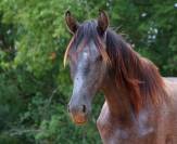 Quatro grand poulain PRE