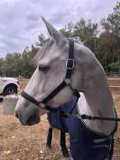 Jument de CSO très rapide  - 9 ans 