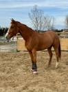 DEPSOM DE JOY – Cheval pour Amateur 1