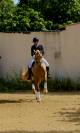 Hongre Azteque Palomino 1m64, 8 ans 