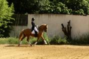 Hongre Azteque Palomino 1m64, 8 ans 