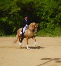 Hongre Azteque Palomino 1m64, 8 ans 