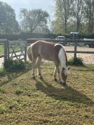 Magnifique Pouliche Haflinger pleins papiers