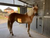 Magnifique Pouliche Haflinger pleins papiers