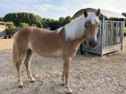 Magnifique Pouliche Haflinger pleins papiers