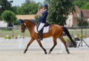 Poney C de sport cso/cce 