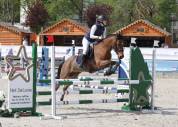 Poney C de sport cso/cce 