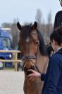 Poney C de sport cso/cce 