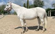 Très bon poney D de club