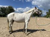 Très bon poney D de club