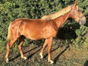 À VENDRE – hongre OC de 3 ans