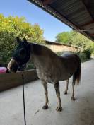 Demi pension ponette