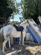 Demi pension ponette
