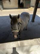 Demi pension ponette