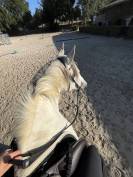 Demi pension ponette