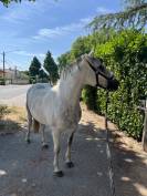 Demi pension ponette