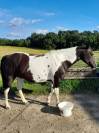 Jument paint horse 