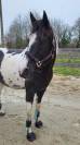 Jument paint horse 