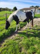 Jument paint horse 