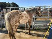 Ruin Appaloosa Te koop 2016 Bruin / Bai