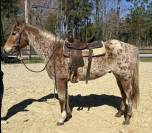 Ruin Appaloosa Te koop 2016 Bruin / Bai